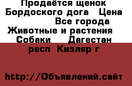 Продаётся щенок Бордоского дога › Цена ­ 37 000 - Все города Животные и растения » Собаки   . Дагестан респ.,Кизляр г.